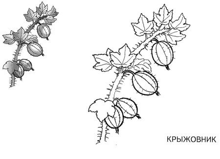 Крыжовник кустарник рисунок