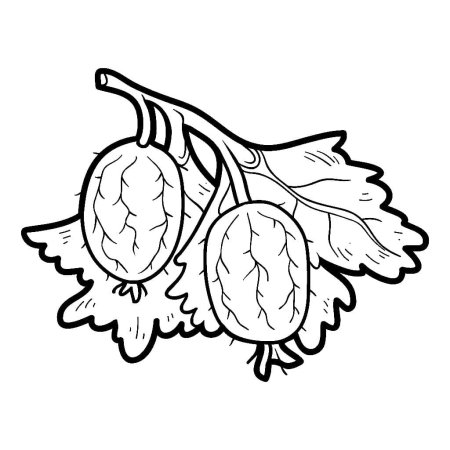 Крыжовник рисунок для детей