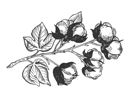 Раскраска хлопок растение