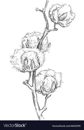 Хлопок растение