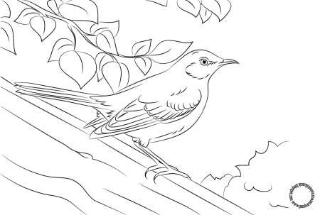 Трясогузка раскраска для детей