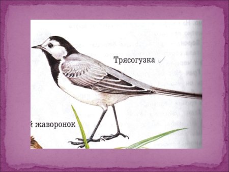 Трясогузка раскраска для детей