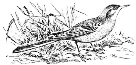 Трясогузка раскраска