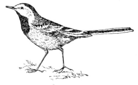 Трясогузка контур