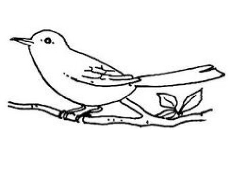 Трясогузка раскраска