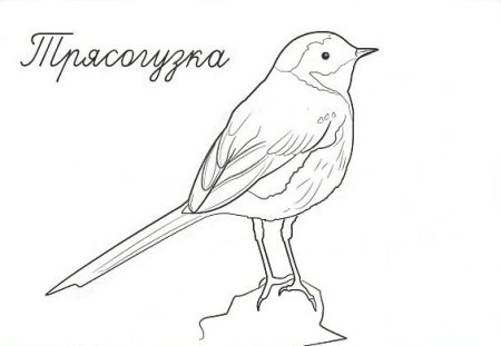 Трясогузка раскраска