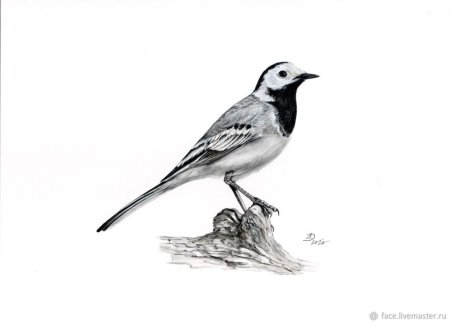 Трясогузка акварель