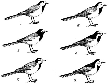 Различия в окраске некоторых подвидов белой трясогузки
