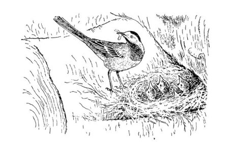 Трясогузка раскраска