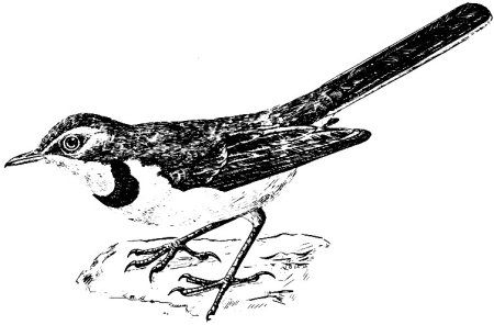 Motacilla flaviventris