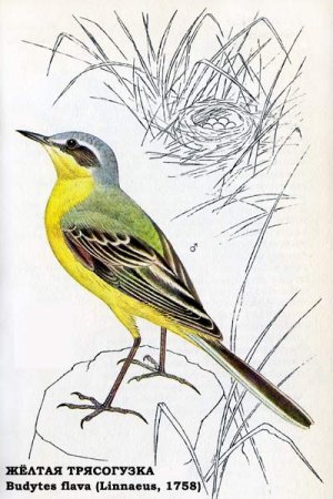 Трясогузка рисунок