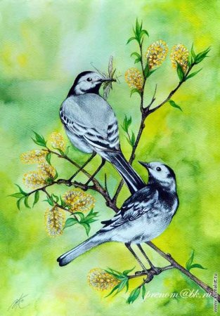 Картина трясогузка