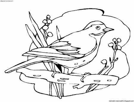 Птичка раскраска