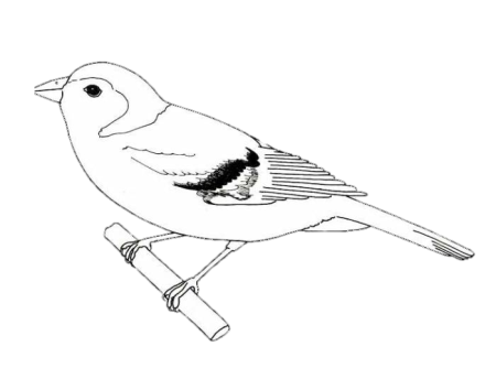 Зяблик раскраска