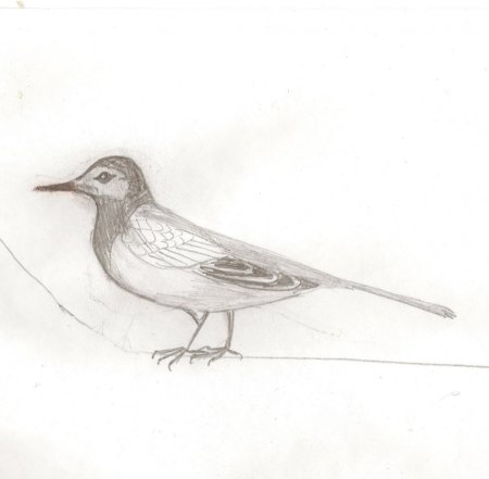 Трясогузка карандашом