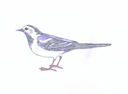 Трясогузка раскраска