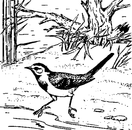 Трясогузка раскраска