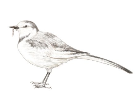 Иволга раскраска