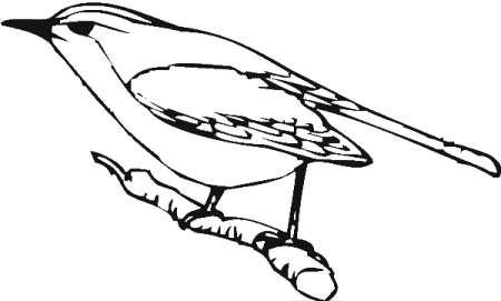 Трясогузка раскраска для детей