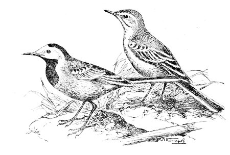 Перелетные птицы трясогузка для детей