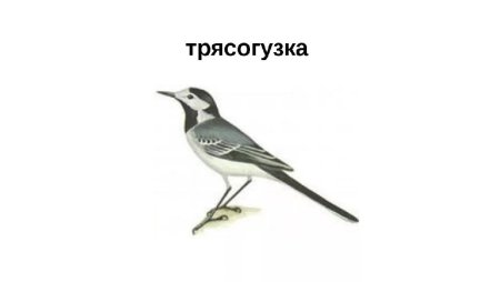 Трясогузка белая раскраска для детей