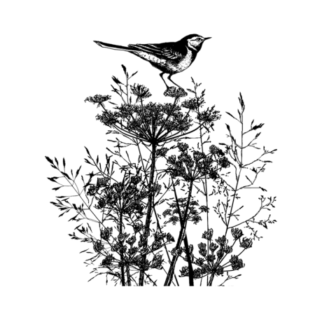 Белая трясогузка раскраска