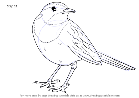 Трясогузка птица рисунок