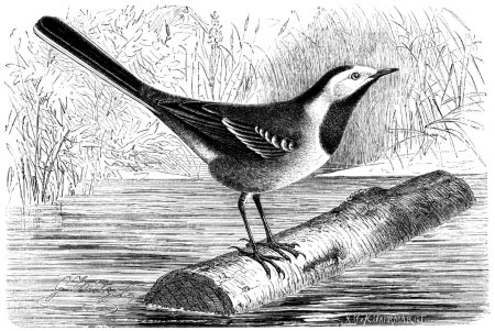 Птица контур для рисования