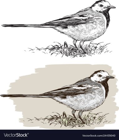 Трясогузка вектор