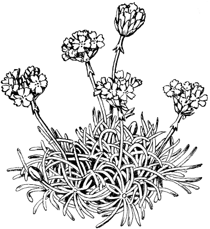 Кустистый лишайник Cetraria islandica