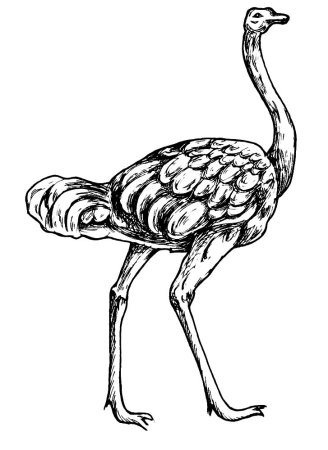 Страус раскраска для детей