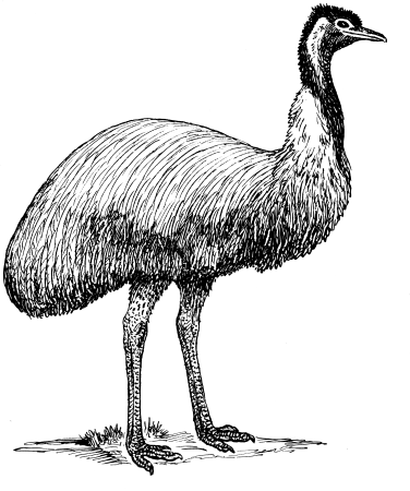 Страус эму для детей