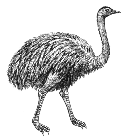 Страус раскраска для детей