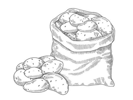 Картошка раскраска