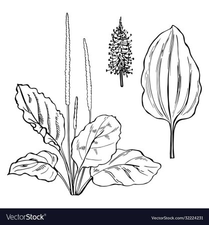 Подорожник раскраска