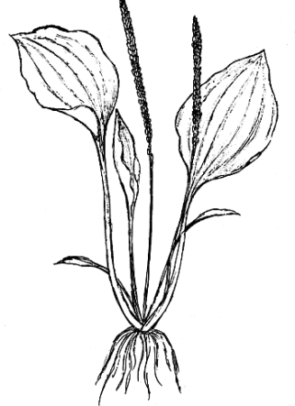 Крапиву Птичья гречишка подорожник