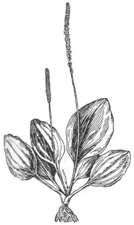 Подорожник раскраска