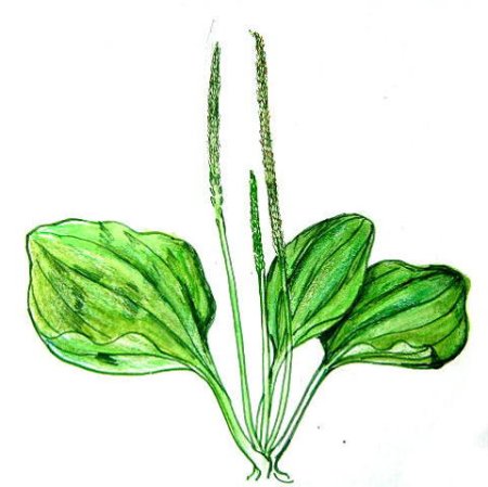 Подорожник большой