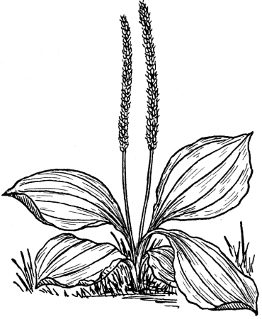 Подорожник стилизованный