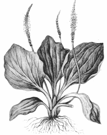 Подорожник раскраска