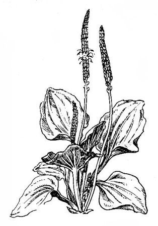 Подорожник раскраска для детей