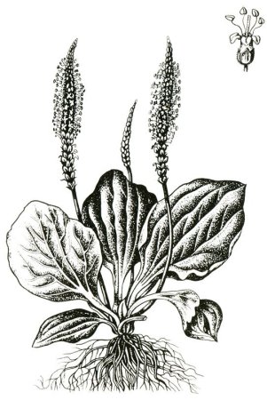 Подорожник большой