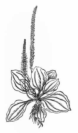 Лист яблони раскраска