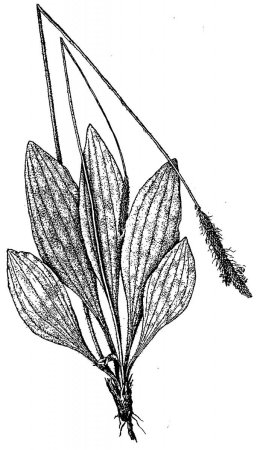 Подорожник раскраска