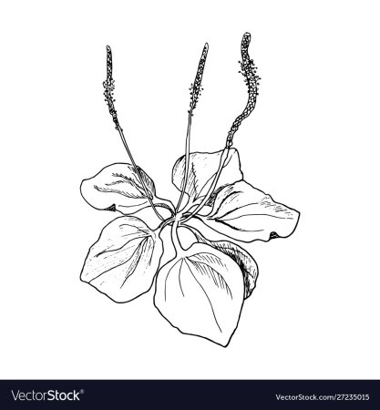 Подорожник большой