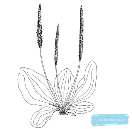 Подорожник раскраска для детей