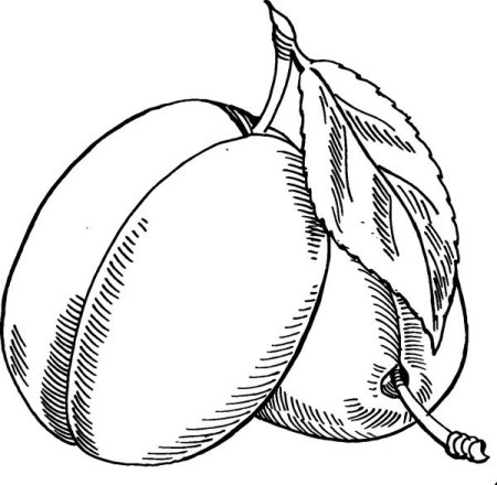 Слива карандашом