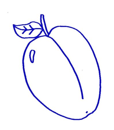 Раскраска фрукты слива