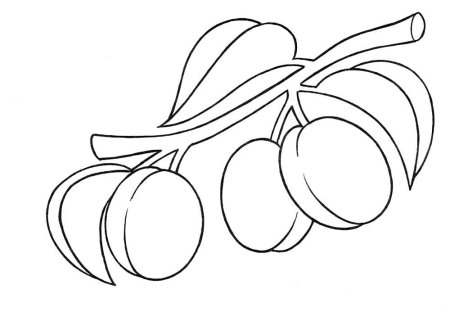 Слива для раскрашивания детям