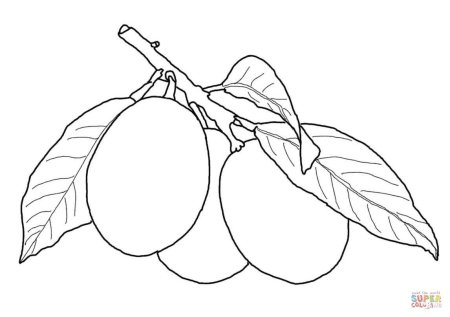 Абрикос раскраска